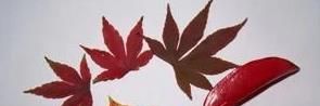 简单好看树叶贴画方法