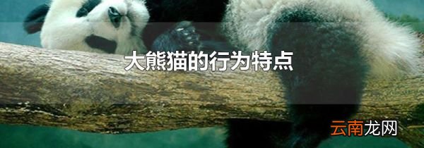 大熊猫的行为特点