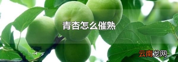 青杏怎么催熟