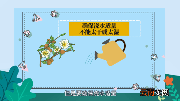 茶花的养殖方法和注意事项 茶花的养殖方法和注意事项有哪些