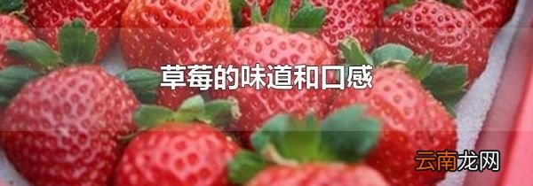 草莓的味道和口感