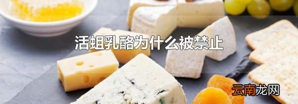 活蛆乳酪为什么被禁止