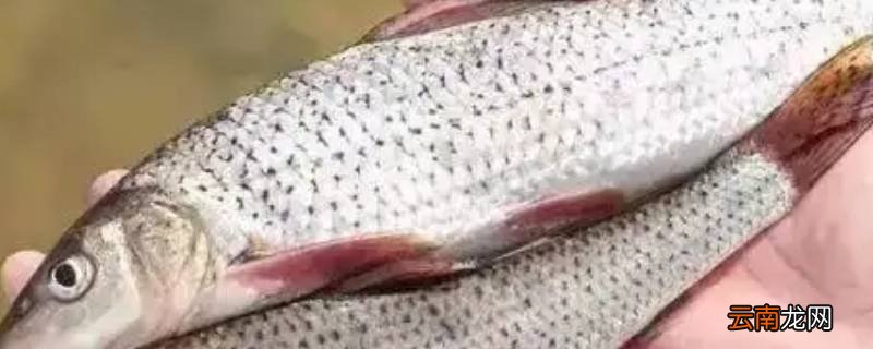 鲫花是什么鱼