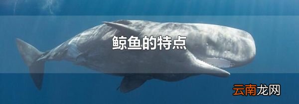 鲸鱼的特点