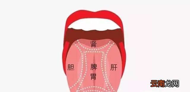 五脏在舌头上的分布