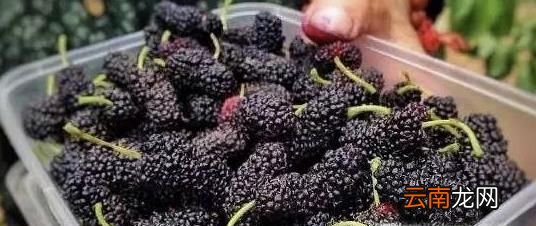 几种特别的野果，你吃过几种？