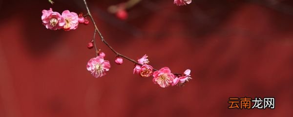 红楼梦第四十四回概括 红楼梦第四十四回的概括
