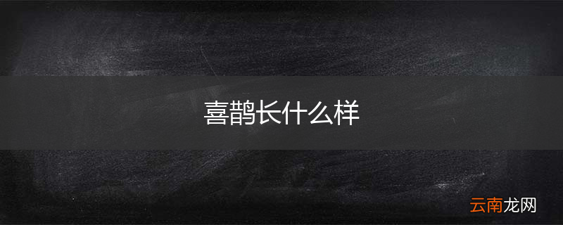 喜鹊长什么样