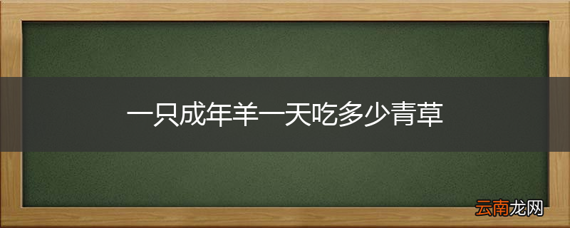 一只成年羊一天吃多少青草