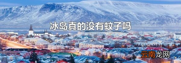 冰岛真的没有蚊子吗
