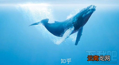 知乎知卡怎么申请？知乎知卡申请办理地址