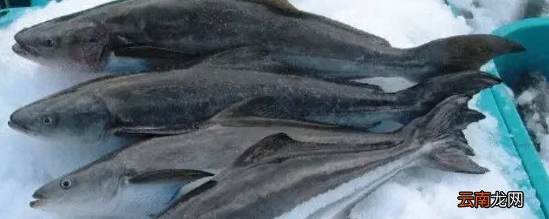 海干索是什么鱼
