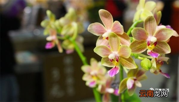 蝴蝶兰花语 蝴蝶兰花语寓意