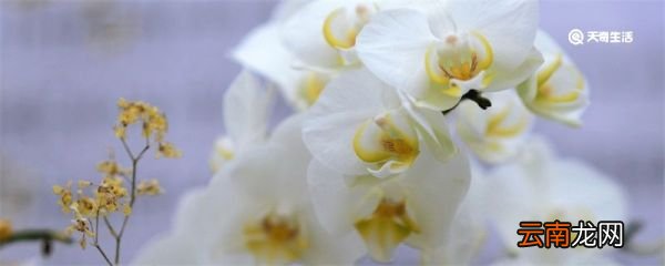 蝴蝶兰花语 蝴蝶兰花语寓意