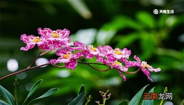 蝴蝶兰花语 蝴蝶兰花语寓意