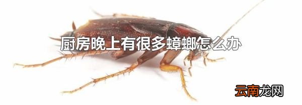 厨房晚上有很多蟑螂怎么办