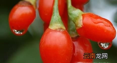 枸杞子的作用与功效