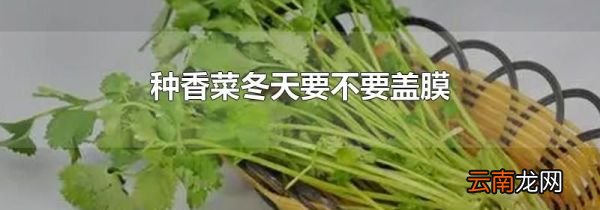 种香菜冬天要不要盖膜