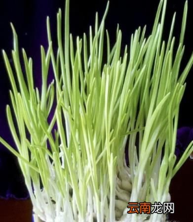 秋天适合种什么菜?十月阳台种什么菜好？