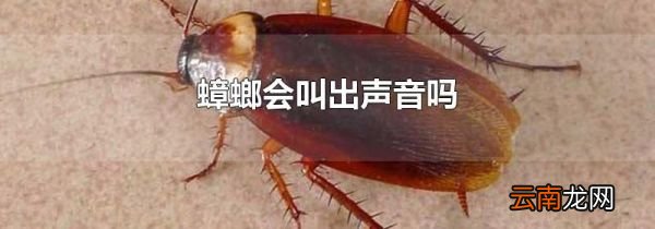 蟑螂会叫出声音吗