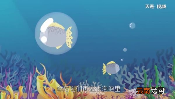 鱼为什么睁着眼睛睡觉 为什么鱼睁着眼睛睡觉