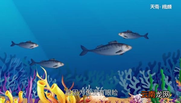 鱼为什么睁着眼睛睡觉 为什么鱼睁着眼睛睡觉