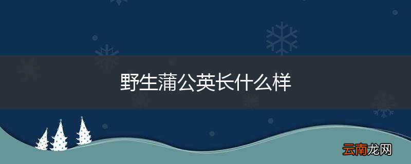 野生蒲公英长什么样