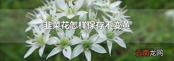 韭菜花怎样保存不变黄