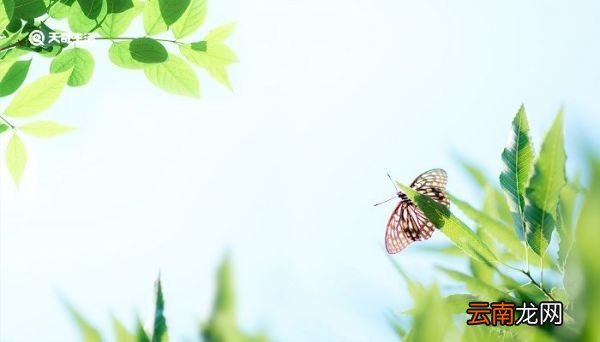 绝句迟日江山丽的中心思想是什么 绝句古诗的思想感情