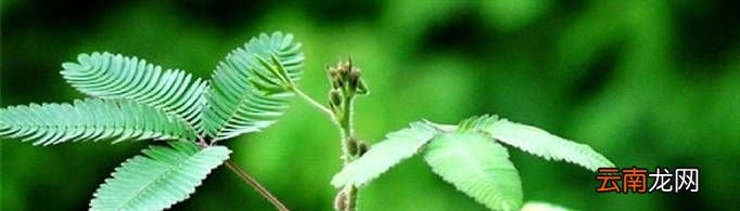 含羞草为什么一碰就合拢？