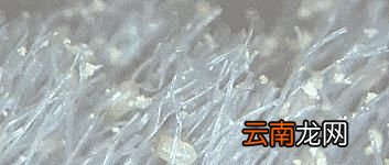 清除面部螨虫的省钱小妙招