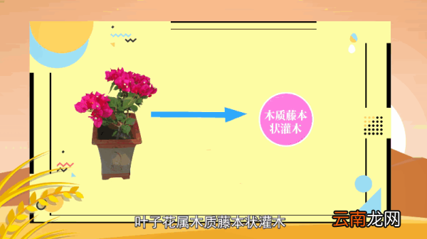 三角梅的养殖方法和注意事项 三角梅的养殖方法和注意事项有哪些