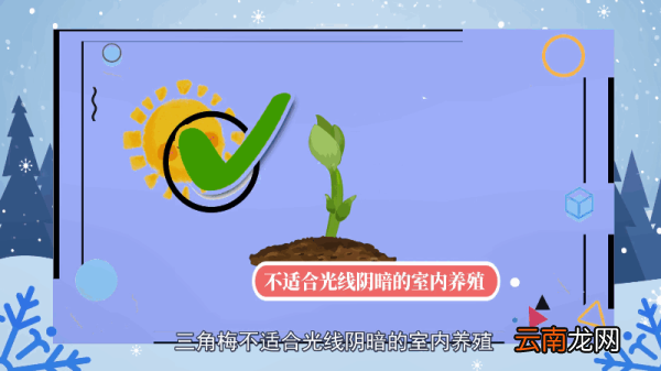 三角梅的养殖方法和注意事项 三角梅的养殖方法和注意事项有哪些