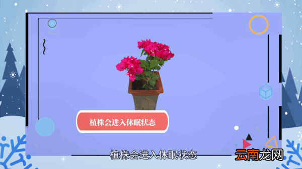 三角梅的养殖方法和注意事项 三角梅的养殖方法和注意事项有哪些