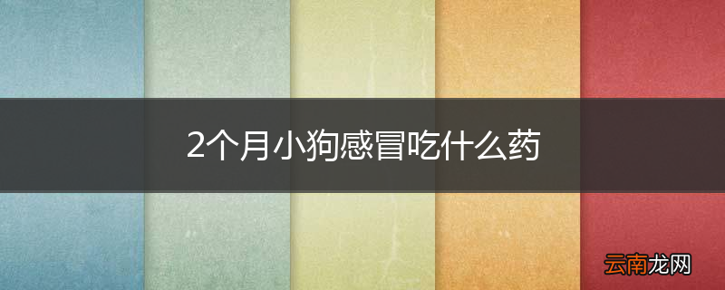 2个月小狗感冒吃什么药