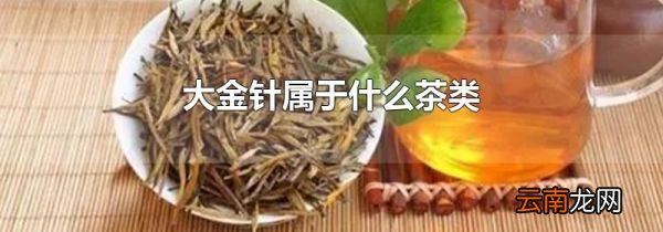 大金针属于什么茶类