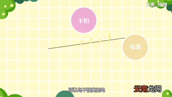 鸟为什么不怕高压电 鸟为何不怕高压电