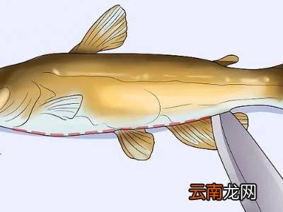 洗鱼的正确方法