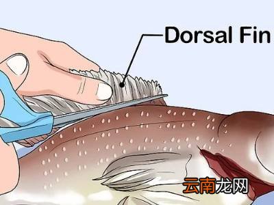 洗鱼的正确方法