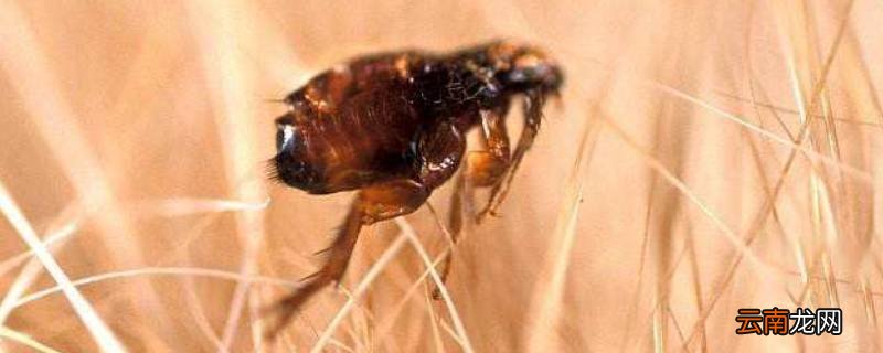 杀虫剂可以杀死跳蚤吗