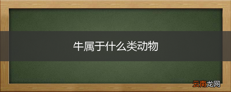 牛属于什么类动物
