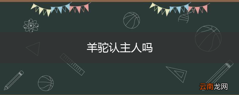 羊驼认主人吗