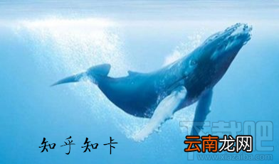 知乎知卡套餐怎么收费？知乎知卡可以办理几张？