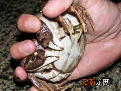 怎么捆大闸蟹教程
