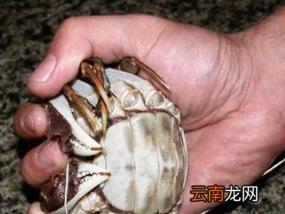 怎么捆大闸蟹教程