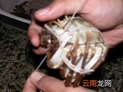 怎么捆大闸蟹教程