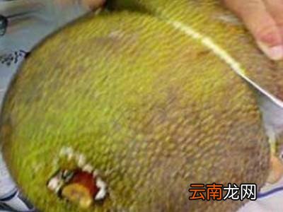 切菠萝蜜的正确方法
