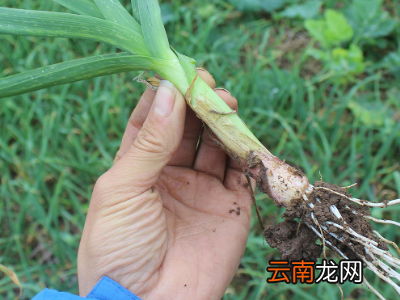 青蒜苗怎么保存才能保持新鲜