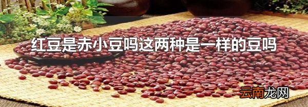 红豆是赤小豆吗这两种是一样的豆吗