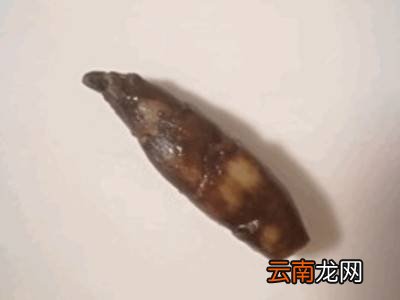 地溜子的腌制方法